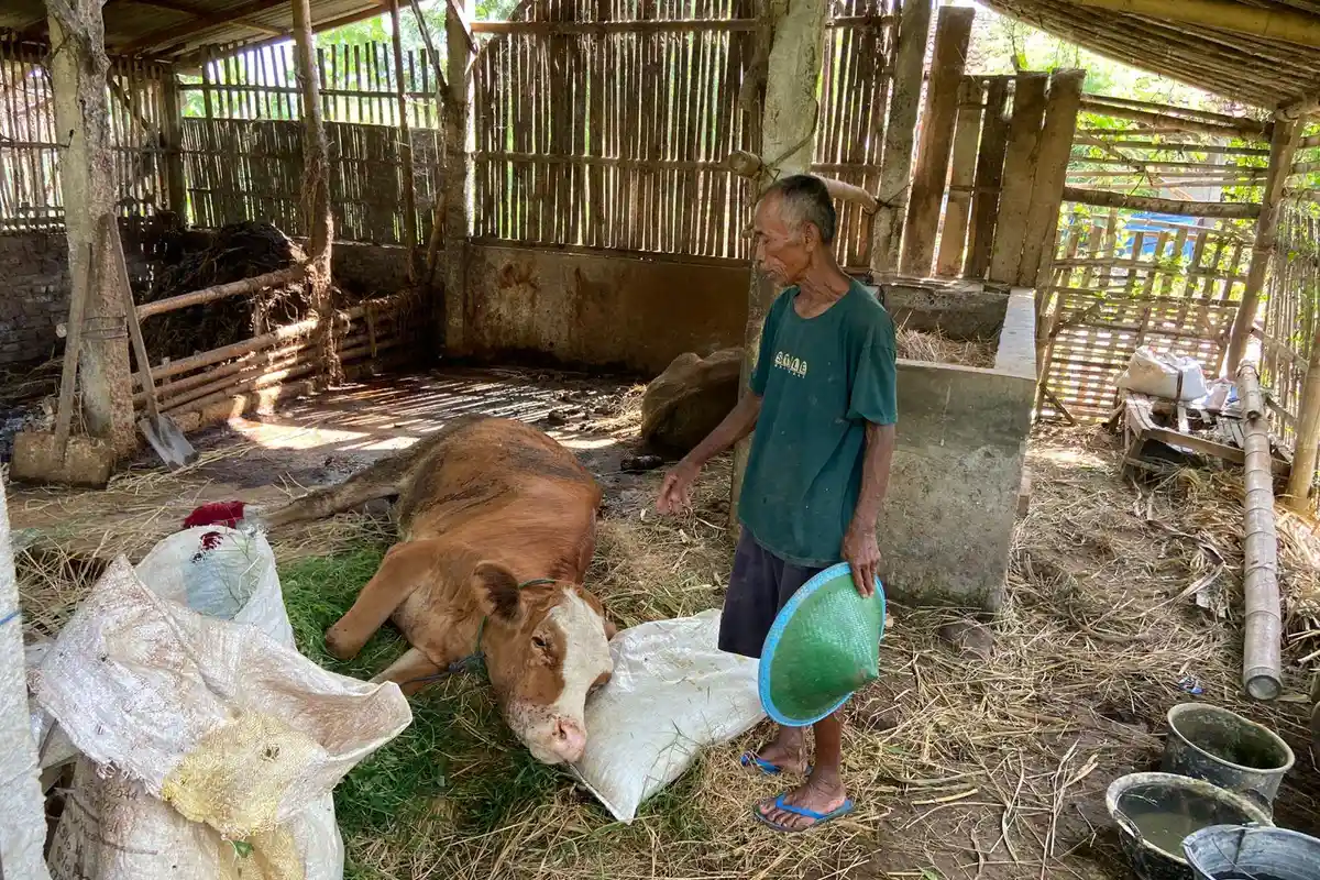 Mulut Hewan Ternak Seperti Sariawan, 4 Sapi di Jimbe Ponorogo Mati Mendadak Diduga Terserang PMK