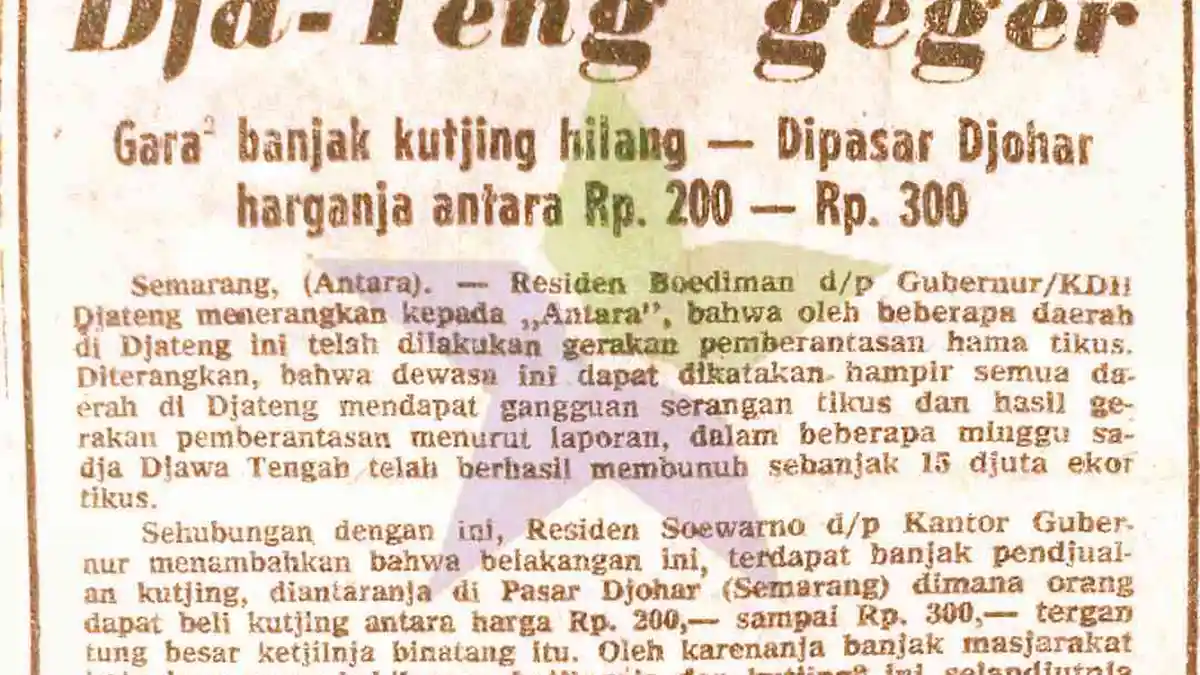 Kisah Kucing Kampung di Kota Semarang yang Bikin Djateng Geger, Dipicu Hama Tikus pada 1963