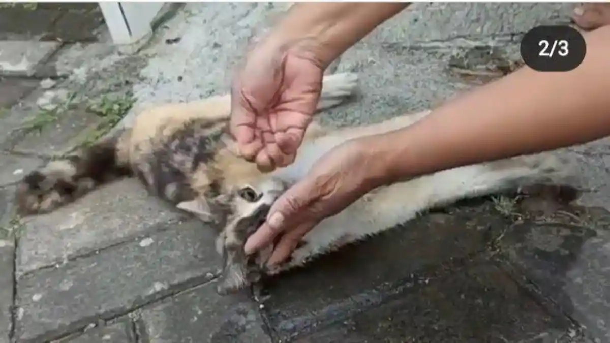 Viral Puluhan Kucing di Malang Diduga Diracun, Polisi Turun Tangan Selidiki Kasusnya