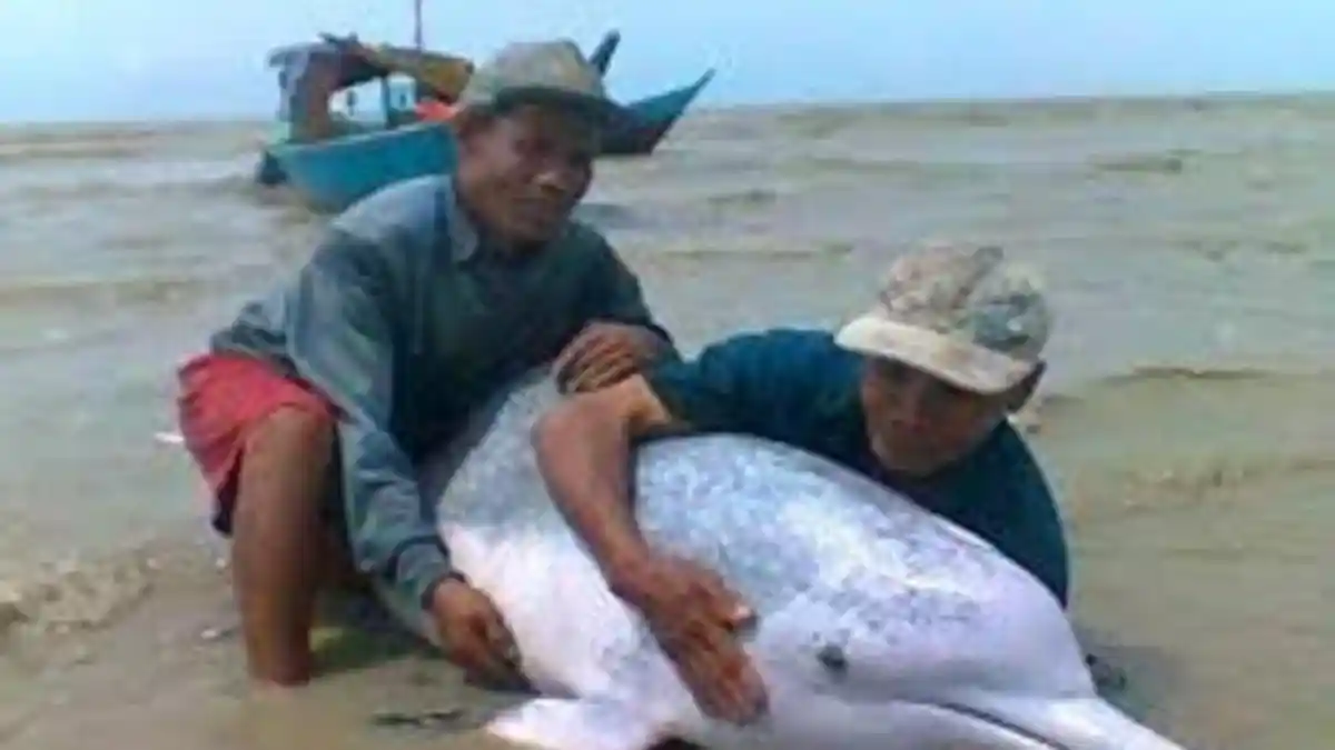 Warga Barito Kuala Geger Ikan Lumba-Lumba Terjerat Jaring Nelayan