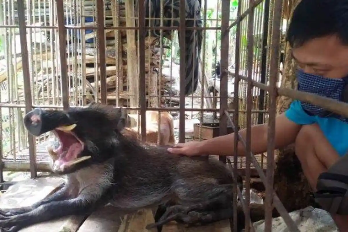 VIRAL Celeng Berkaki Seperti Jari Manusia di Banyumas, Jadi Tontonan Warga, Dibubarkan Polisi