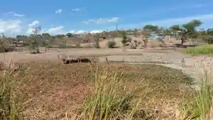 dampak-kemarau-embung-di-manutapen-kering.jpg