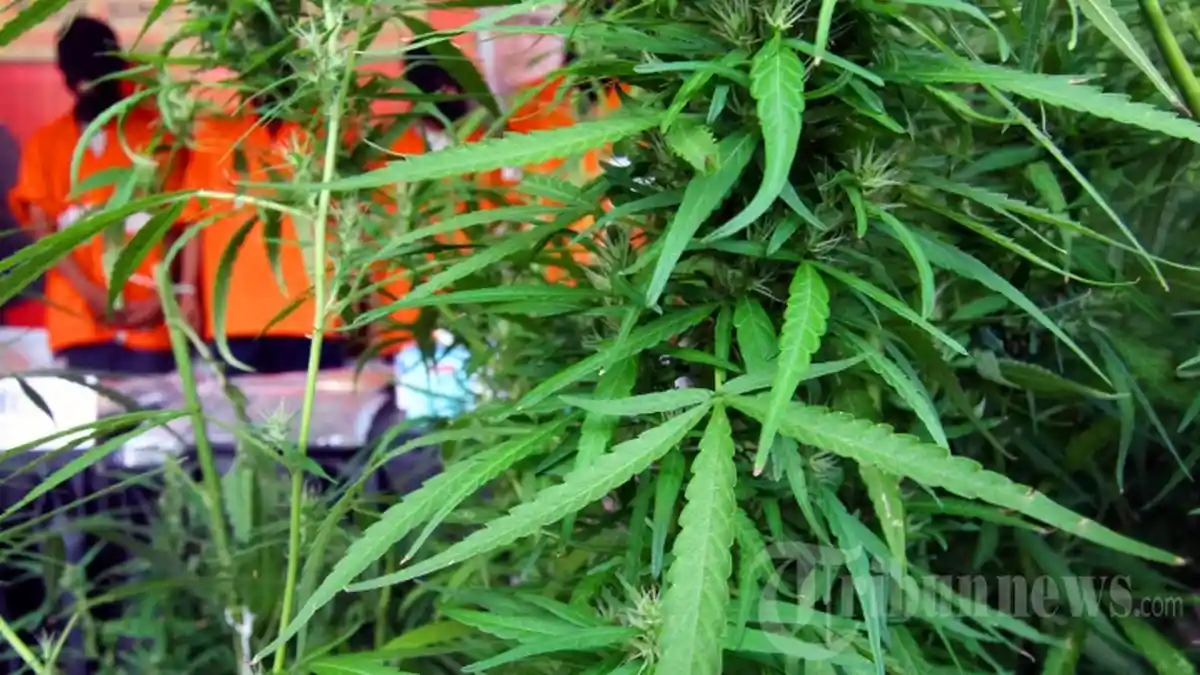 Guru SD di Bengkulu Tanam Ganja: Ditumpang Sari dengan Tanaman Cabai, Beralasan Usir Hama