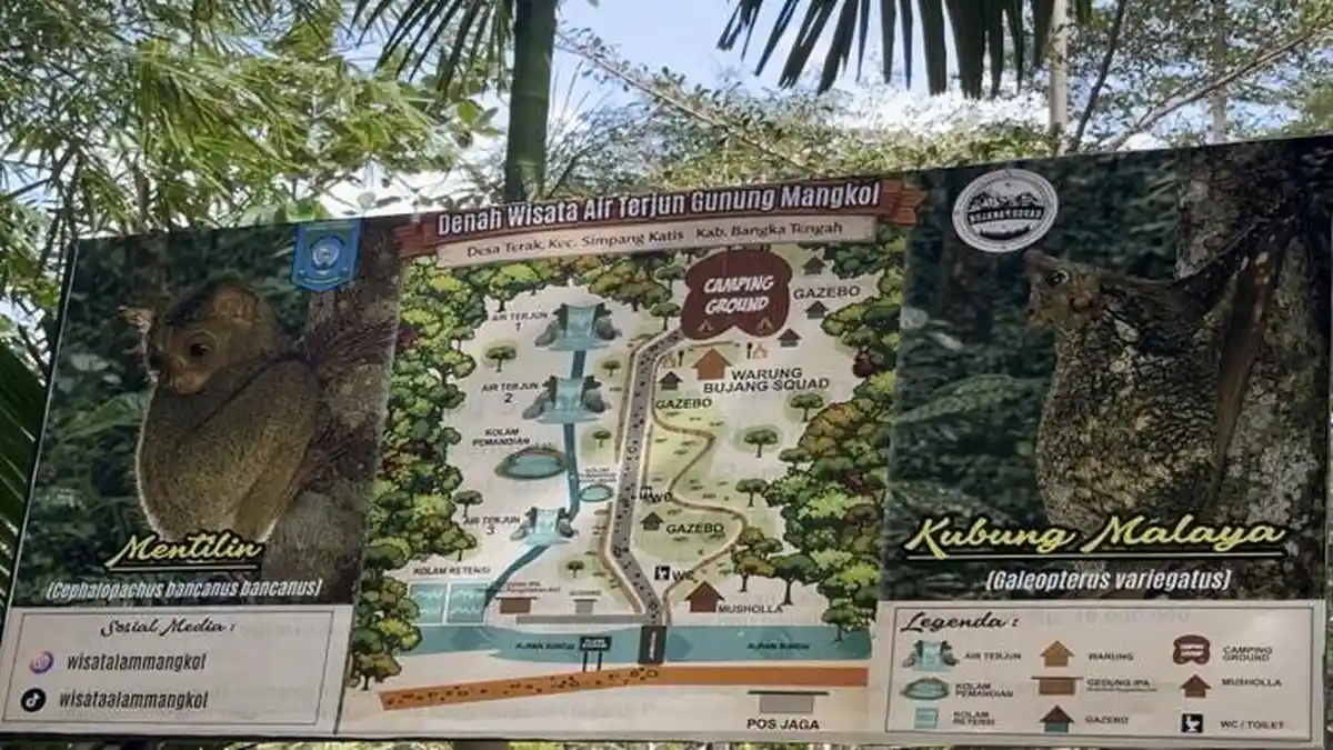 Wisata Malam Gunung Mangkol Tawarkan Pengalaman Melihat Mentilin di Habitat Aslinya - Bangkapos.com