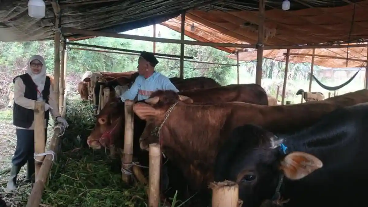 Idul Adha 2026‎: Kota Serang Dapat Satu Ekor Sapi Kurban dari Presiden Prabowo