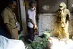Inovasi Tanaman Anti Nyamuk