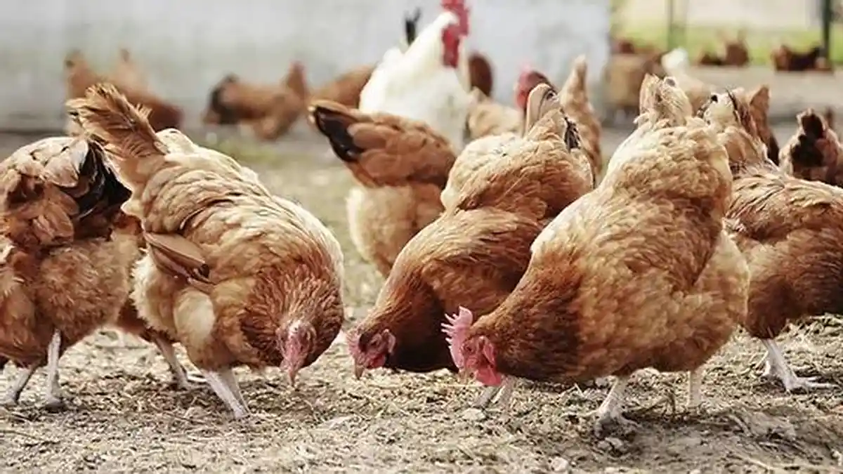 Studi Terbaru Tingkat kematian Ayam Petelur Kandang Bebas Baterai Menurun 