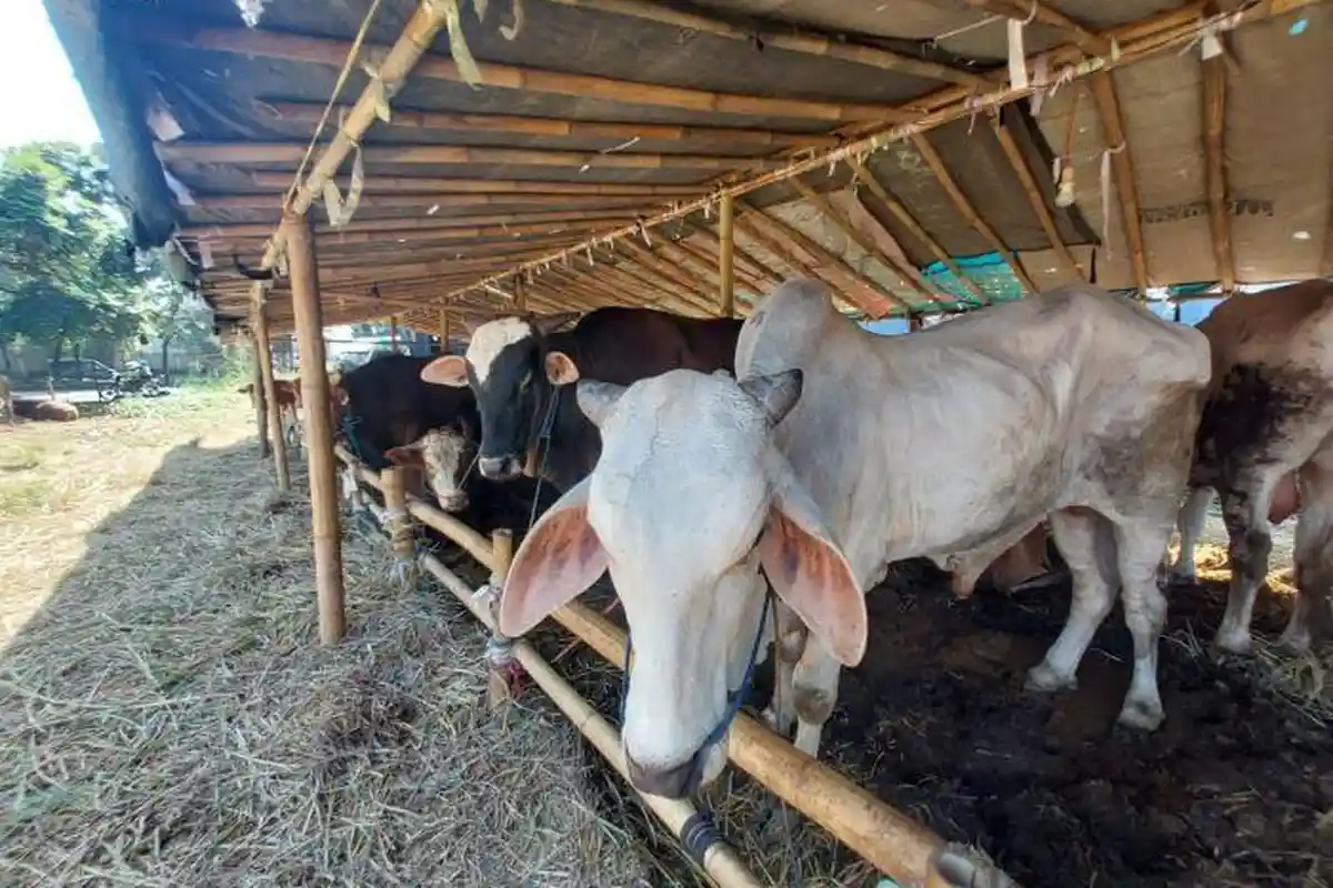 Jelang Iduladha 2023, Harga Sapi Dibanderol Rp 20-60 Juta per Ekor dan Domba Rp 3-7 juta per Ekor