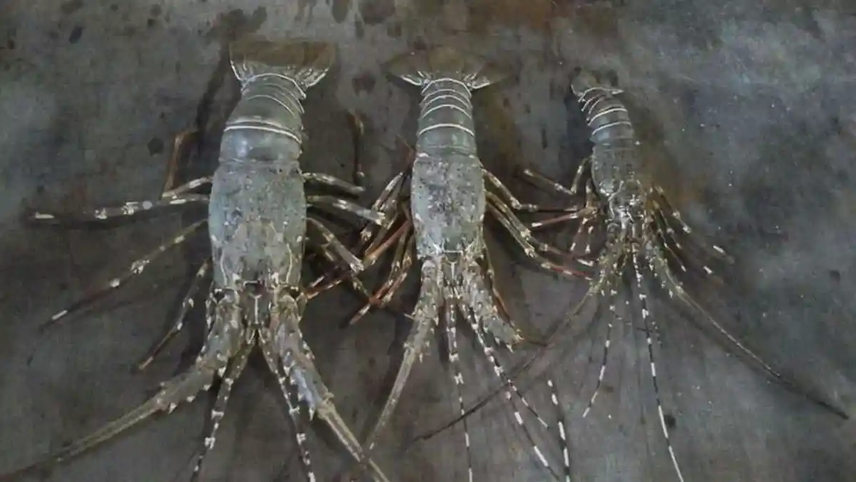 Virus Corona Berdampak ke Bisnis Lobster Langkat, Ekspor Lumpuh