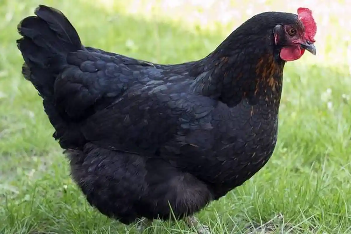 Arti Mimpi tentang Ayam Hitam, Berkaitan dengan Energi Jahat? Pertanda Peringatan dan Pengkhianatan