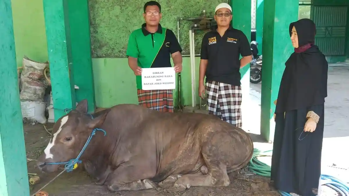Gantikan Alm. Sudjiatmi, Gibran Sumbangkan Seekor Sapi ke Ponpes Kholifatullah Singo Ludiro