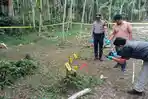 Kronologi Lengkap Tukang Ngarit Carok di Lumajang, Satu Tewas, Bermula dari Dendam Lama