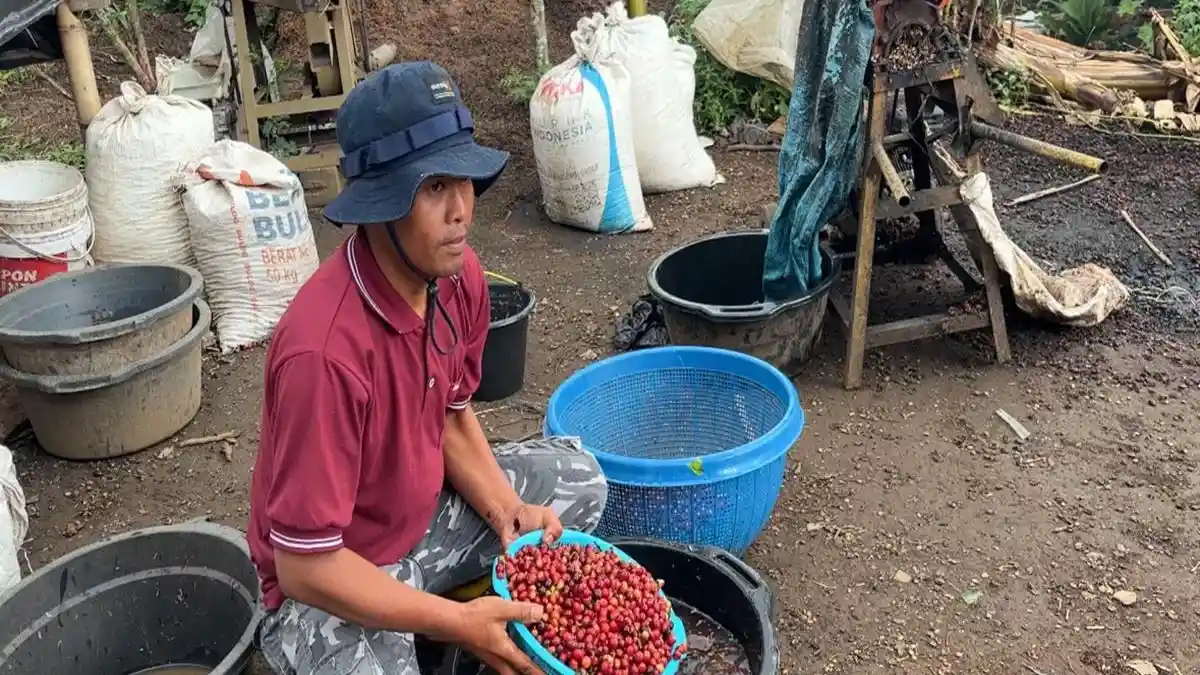 Menjaga Kopi Semendo Arabika dengan Tradisi Adat Tunggu Tubang