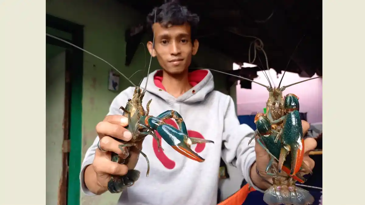 Kisah Dicky Safitri, dari Pekerja Konstruksi Baja Sukses Jadi Pembudi Daya Lobster di Kudus