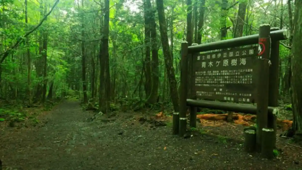 Hutan Aokigahara, Tempat Angker di Jepang, Banyak Mayat yang Tergantung di Tempat Ini