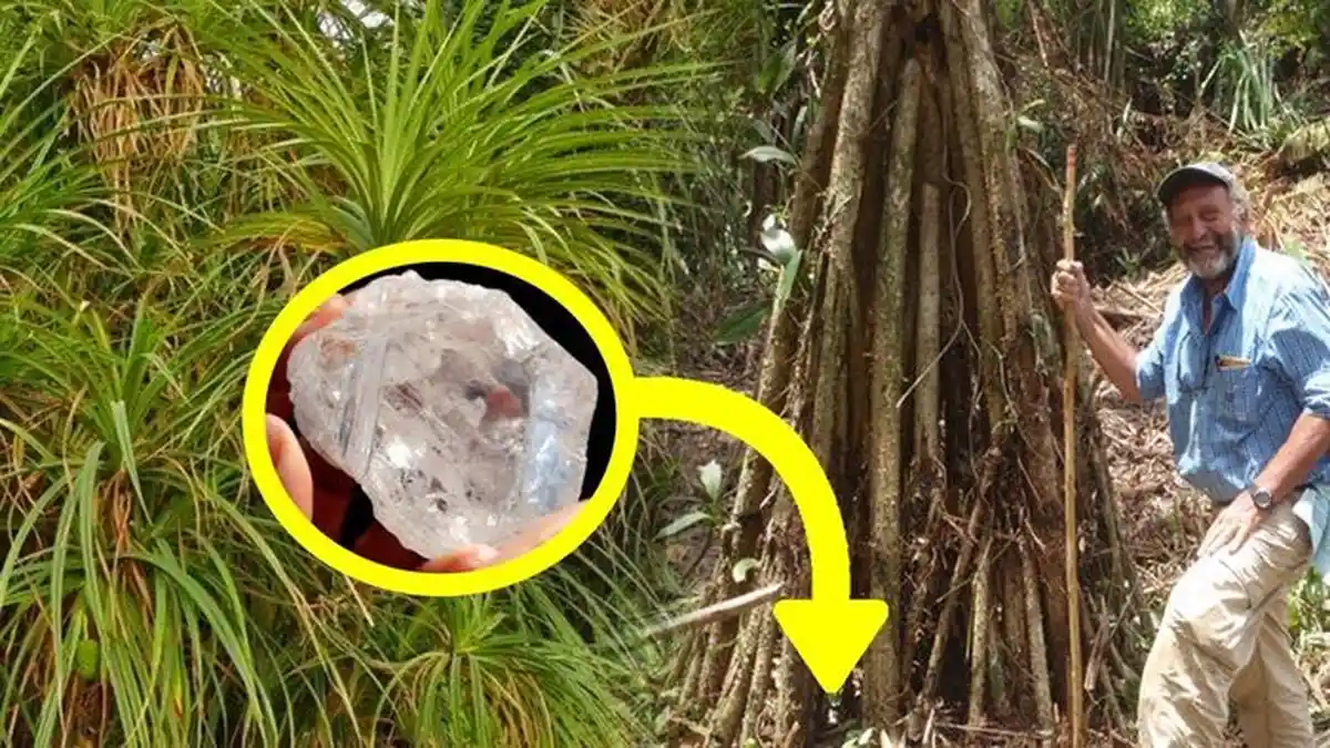 Siapa Sangka, Tanaman Ini Bisa Bikin Orang Kaya Mendadak, Kok Bisa?
