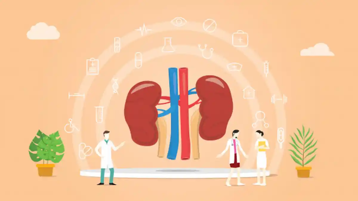 Mengapa Kita Punya Dua Ginjal jika dengan Satu Ginjal Saja Bisa Bertahan Hidup? Ini Penjelasannya!