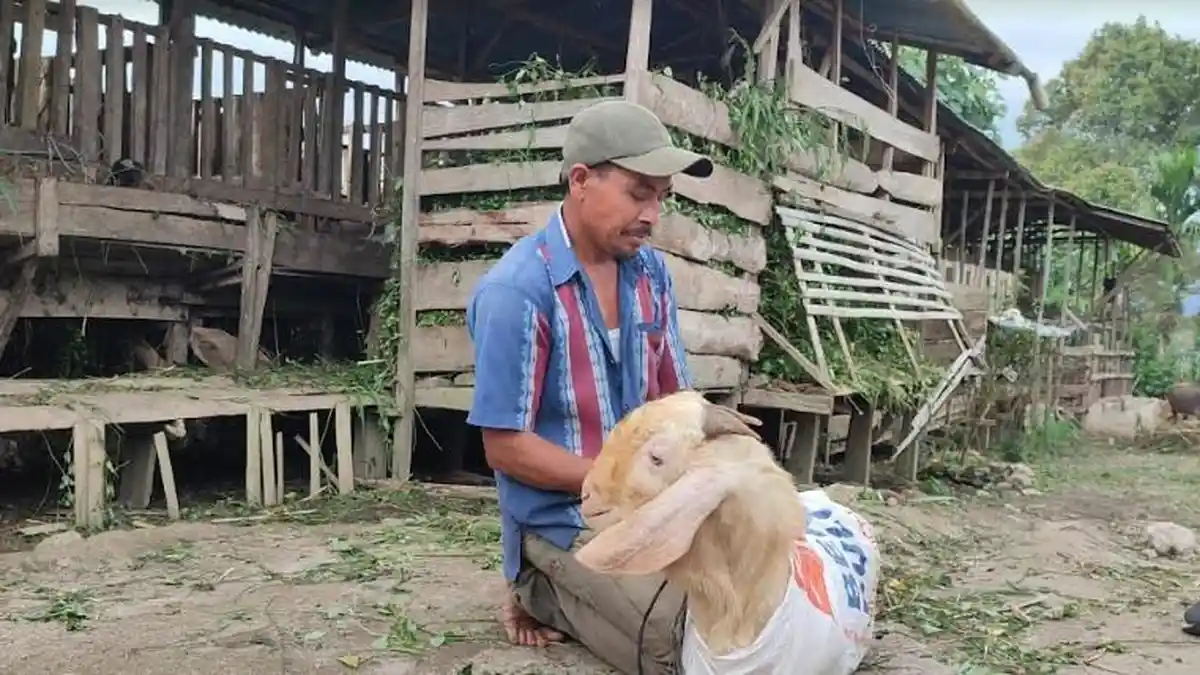 Peternak di Dairi Keluhkan Pembelian Hewan Kurban Turun Drastis Dibandingkan Tahun Lalu