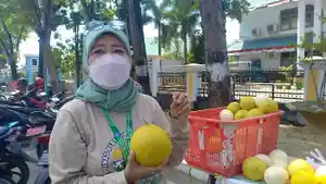 Mengenal-3-Varietas-Melon-Unggulan-Produk-Poktan-Griya-Hidroponik-di-Kota-Kendari-Sulawesi-Tenggara.jpg