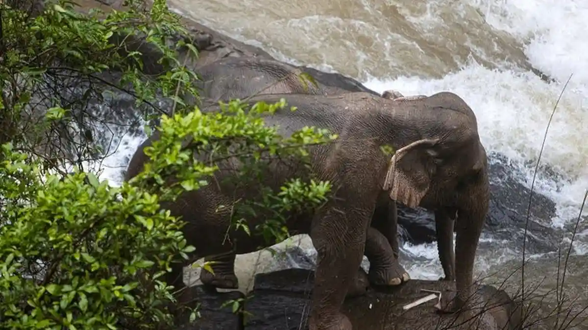 Jatuh dari Air Terjun, 11 Ekor Gajah Liar Ditemukan Mati