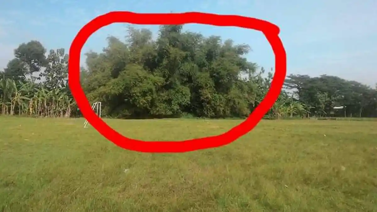 Dicari Penebang Pohon Pemberani untuk Tebang Tiga Rumpun Bambu di ...