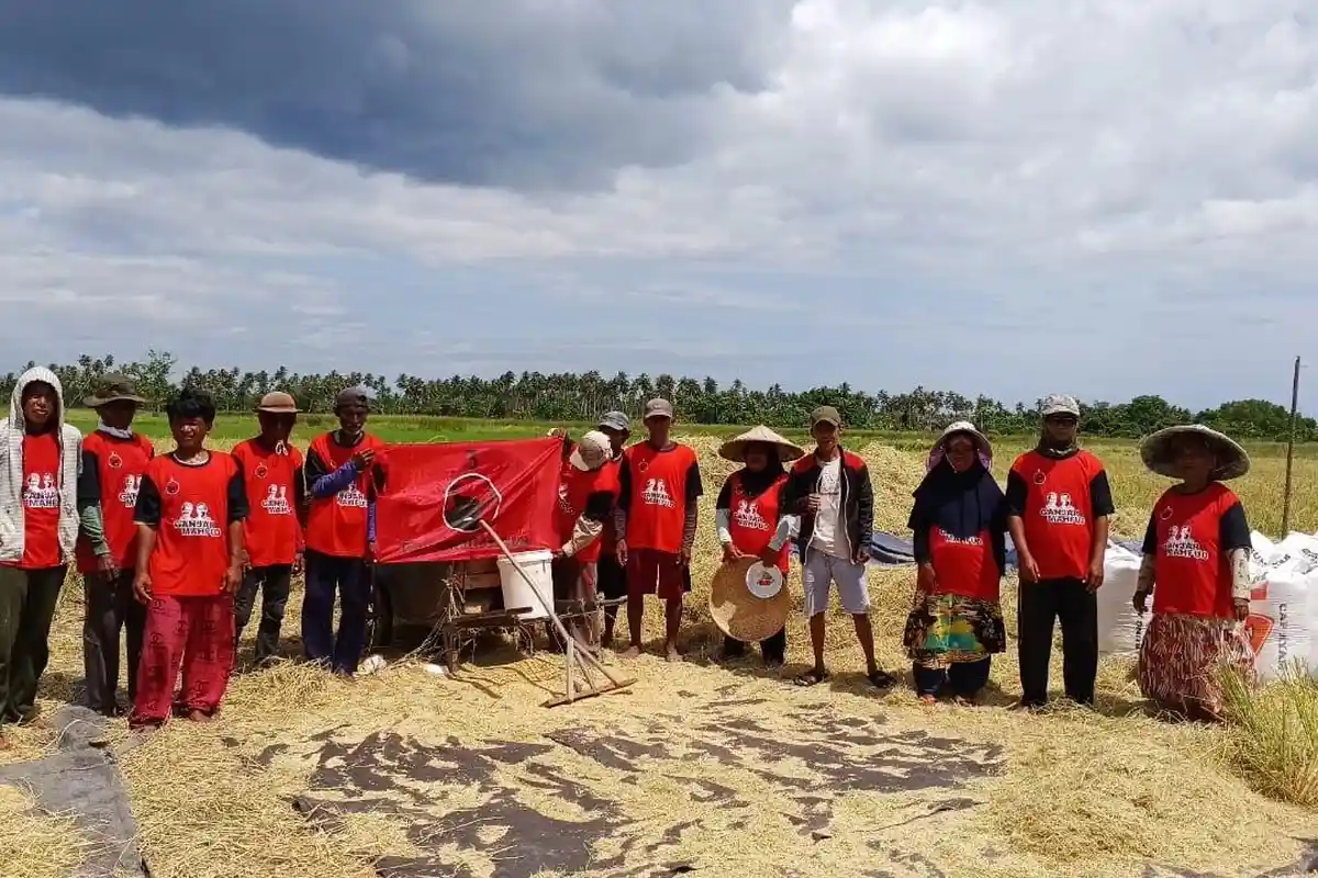 Ketua PAC PDIP Sidoan Dampingi Petani Saat Panen Padi di Lapangan