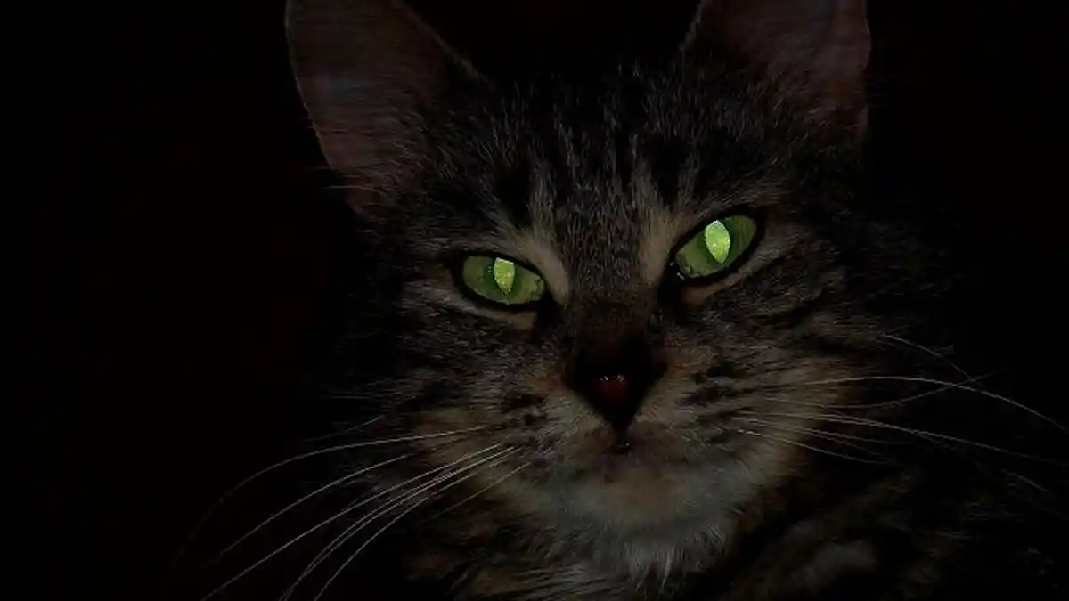 Benarkah Kucing Bisa Melihat 'Makhluk Halus'? Jangan Berlebihan, Ini Penjelasan Ilmiahnya!