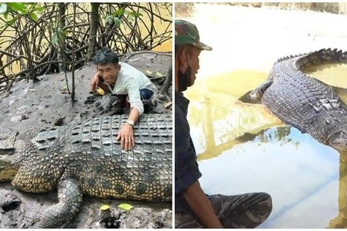 Pak Ambo Ungkap Kekecewaannya usai Tak Diberi Kabar saat Buaya Riska Dipindah ke Tabang Zoo Kukar