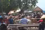 Jelang Hari Raya Kurban, Harga Sapi di Lumajang Naik Rp 3 juta, Kambing Melonjak Tipis