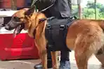 Berkenalan dengan Fenrir Si Belgian Malinois, Rekan Tim SAR di Kala Bencana Melanda