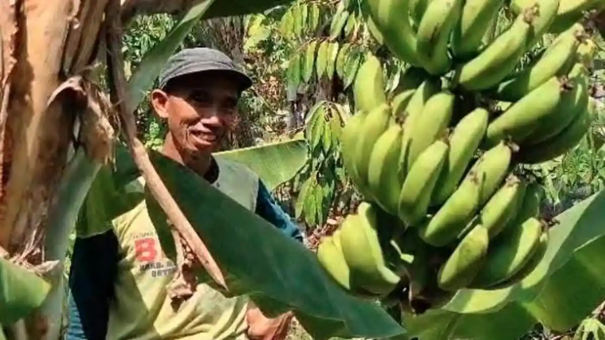 Sosok Kades Barno Buat Program Warga Bayar Pajak Pakai Pisang, Per Kg Dinilai Rp 5 Ribu