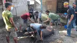 KKSS-Sikka-menyembelih-enam-ekor-sapi-kurban-pada-Idul-Adha-2025.jpg
