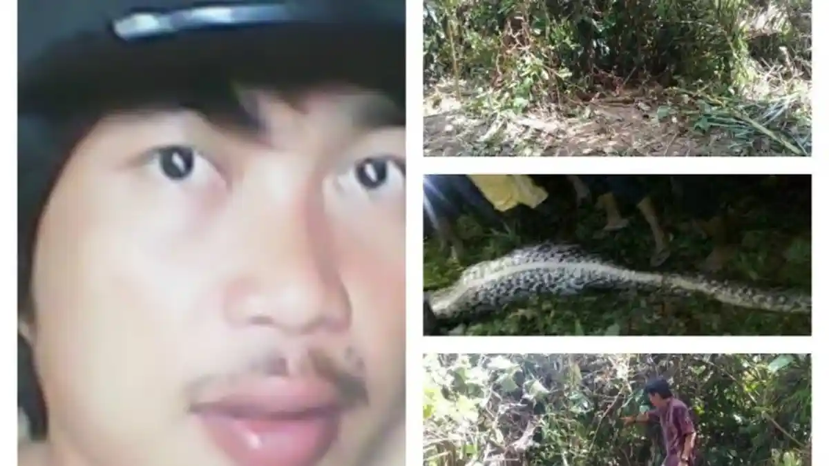 Berita Akbar Dimakan Ular Telah Mendunia, Pemerintah Mamuju Tetap Cuek