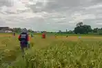 BPS-Kabupaten-Nganjuk-memperkirakan-luas-lahan-panen-alami-peningkatan-Rabu-652026.jpg