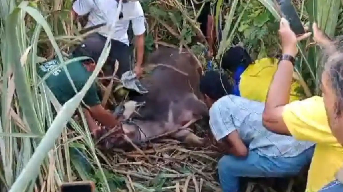 Kabur dari Area Masjid, Kerbau Kurban di Jepara Disembelih di Tengah Kebun Tebu