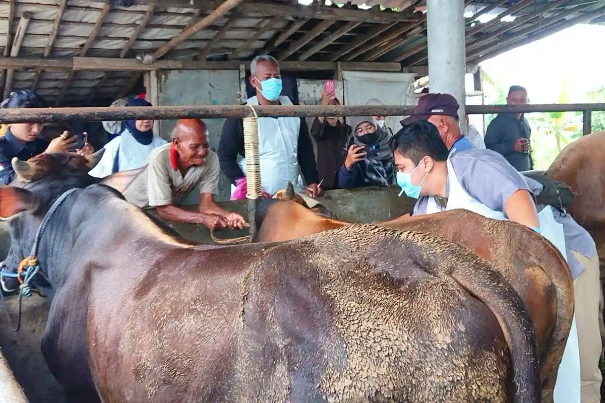 Penyakit Mulut dan Kuku Terdeteksi di Semarang, Kasus PMK Pertama Ditemukan di Banyumanik