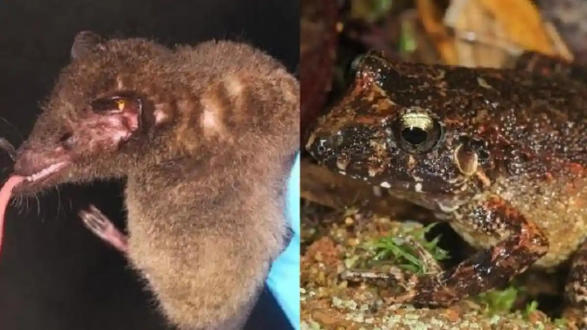 Ditemukan Katak Bermata Emas di Hutan Bolivia