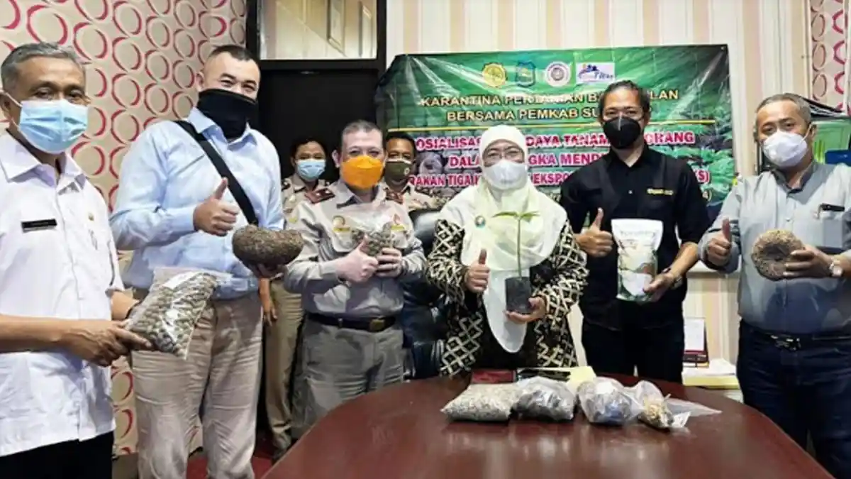 Target Ekspor Porang, Karantina Pertanian Bangkalan Gandeng Pemda Sumenep