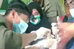 petugas-medis-mengobati-korban-gigitan-ular-di-puskesmas-beutong-ateuh-banggalang.jpg