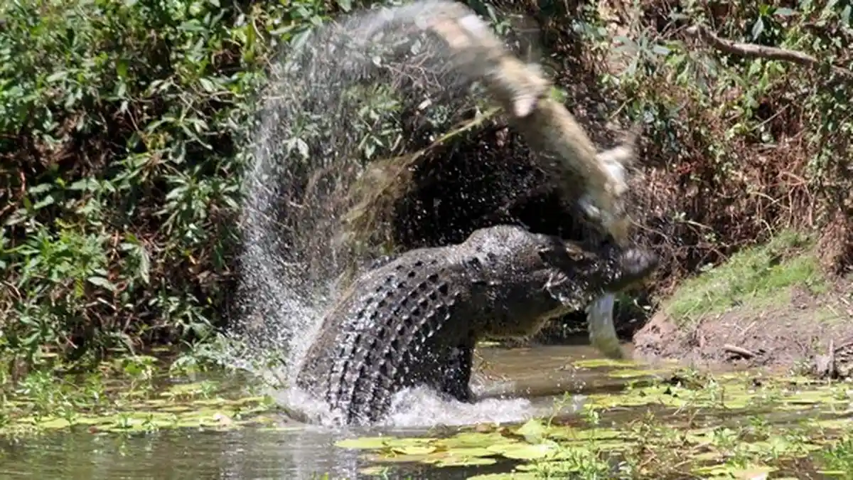 Kisah Dickmann Bergulat dengan Predator, Selamat dari Serangan Buaya Setelah Mencungkil Matanya