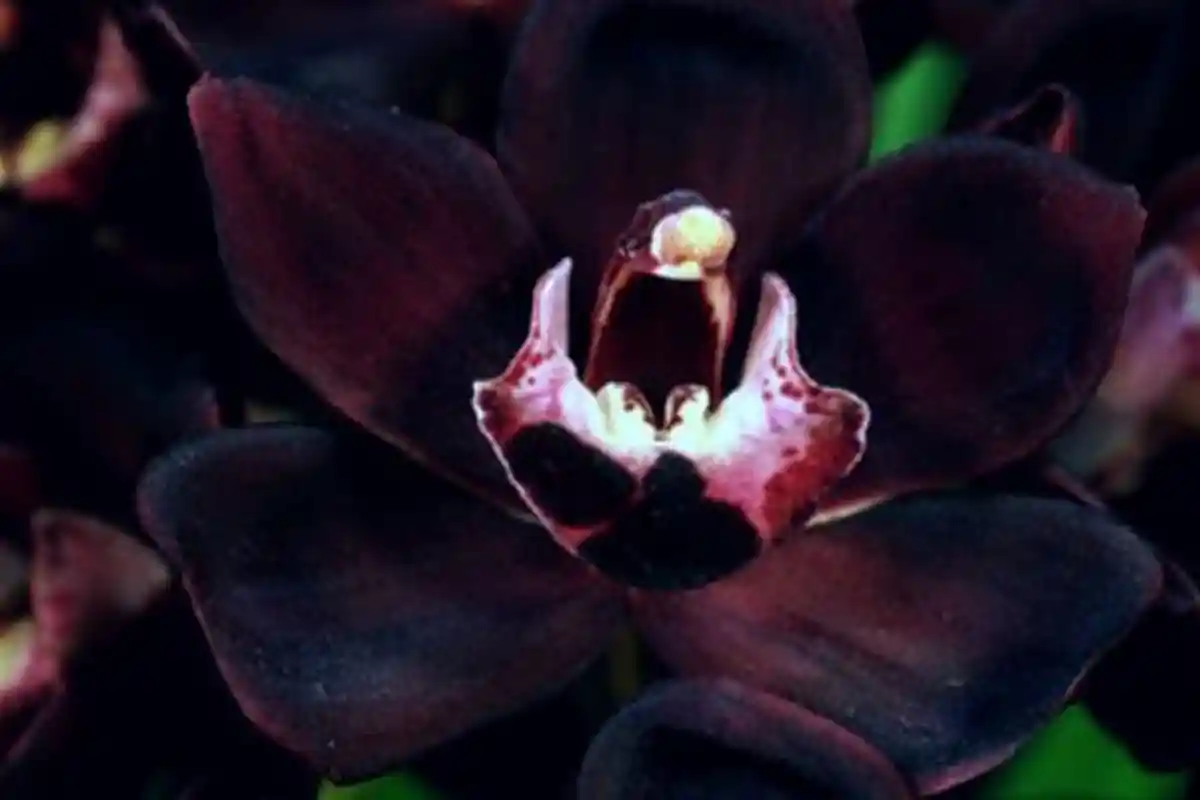 Daftar Tanaman Hias dengan Banderol Miliaran Rupiah, Mulai Anggrek Hitam Papua Hingga Adenium Jepang