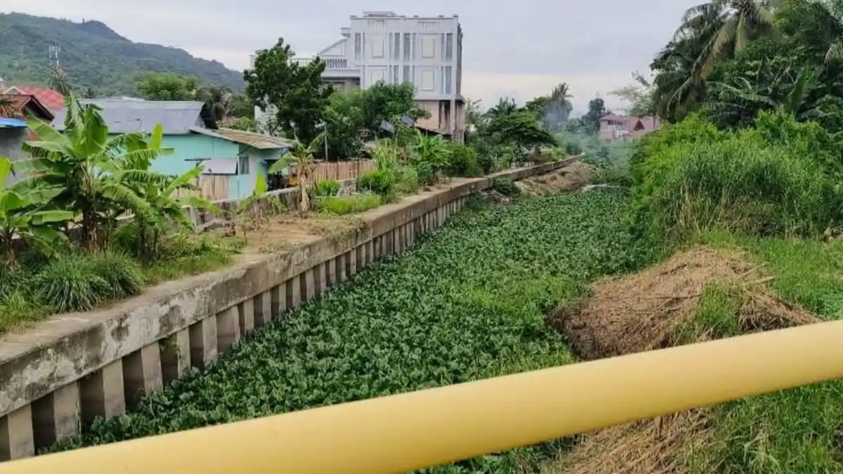 Eceng Gondok Ganggu Sungai di 2 Kelurahan Kota Gorontalo, Warga Takut Kebanjiran dan Diserang DBD