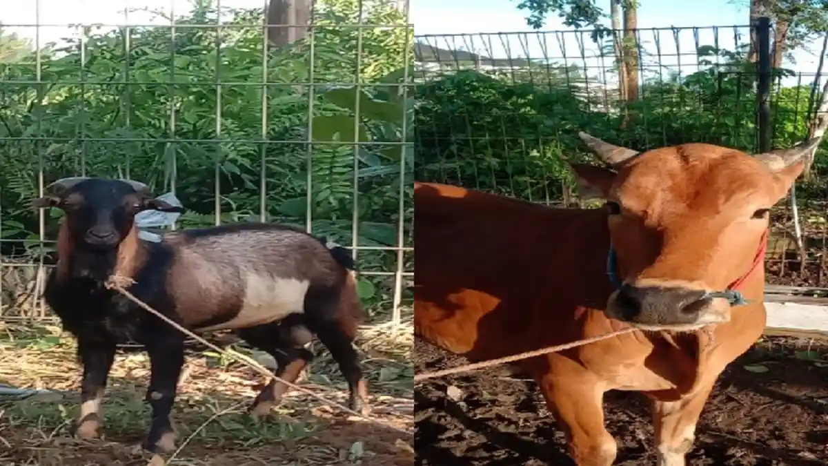 Polres Kubu Raya Kurban 1 Sapi dan 13 Kambing Pada Hari Raya Idul Adha 1441 H