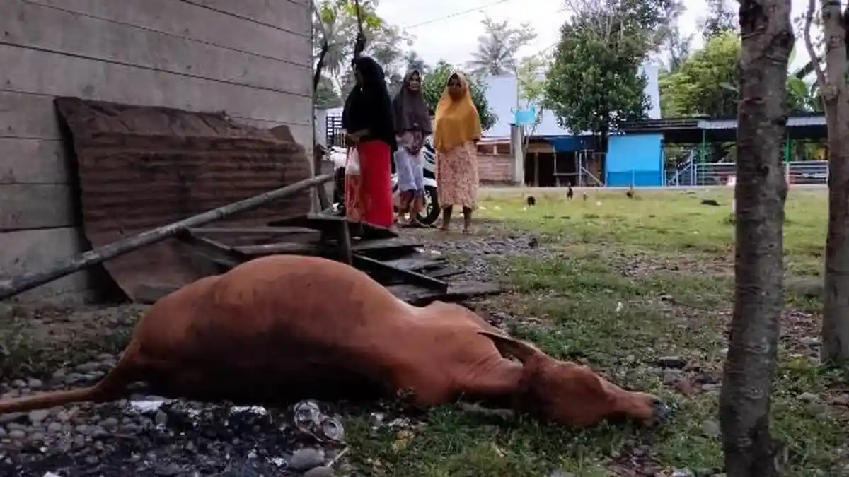 Sapi Warga Simpang Tiga Pidie Ditemukan Mati Diracun Pencuri, Begini Penjelasan Polisi