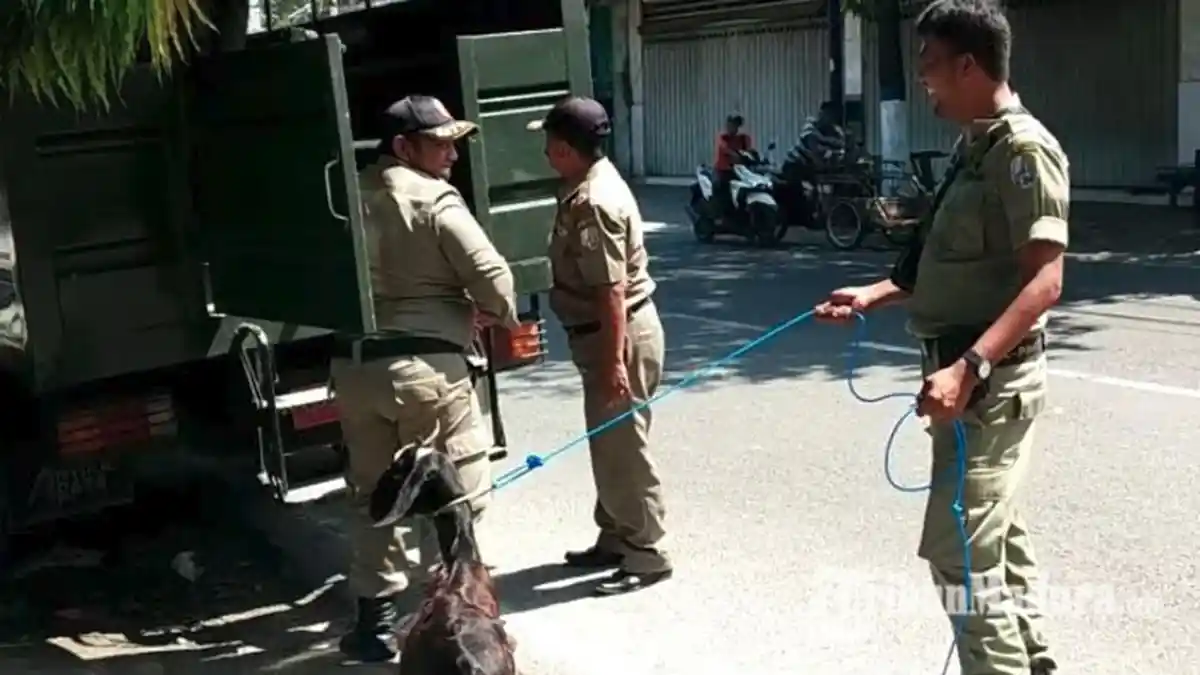 Sering Memakan Celana Dalam Warga Saat Dijemur, Satpol PP Sampang Amankan 8 Ekor Kambing 