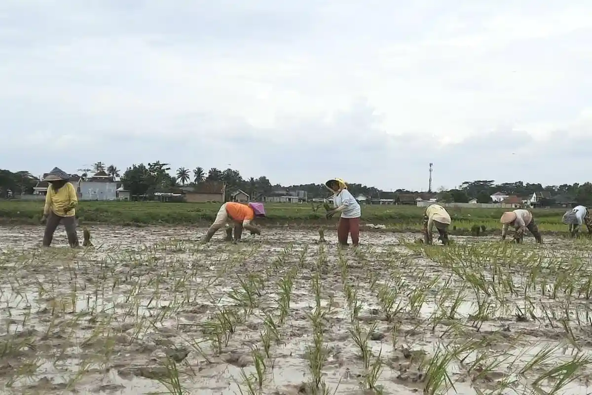 Pemkot Metro: Bantuan Alsintan Diberikan ke Petani Secara Bergilir