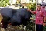 Penampakan Sapi Gemoy di Bali Dibeli Prabowo Rp162 Juta untuk Idul Adha, Bobot Capai 868 Kg