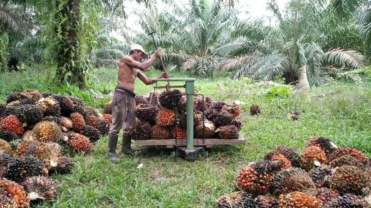 Harga TBS Kelapa Sawit di Kabupaten Belitung Timur Naik Lagi, Per Kg Tembus Rp3.530 - Posbelitung.co