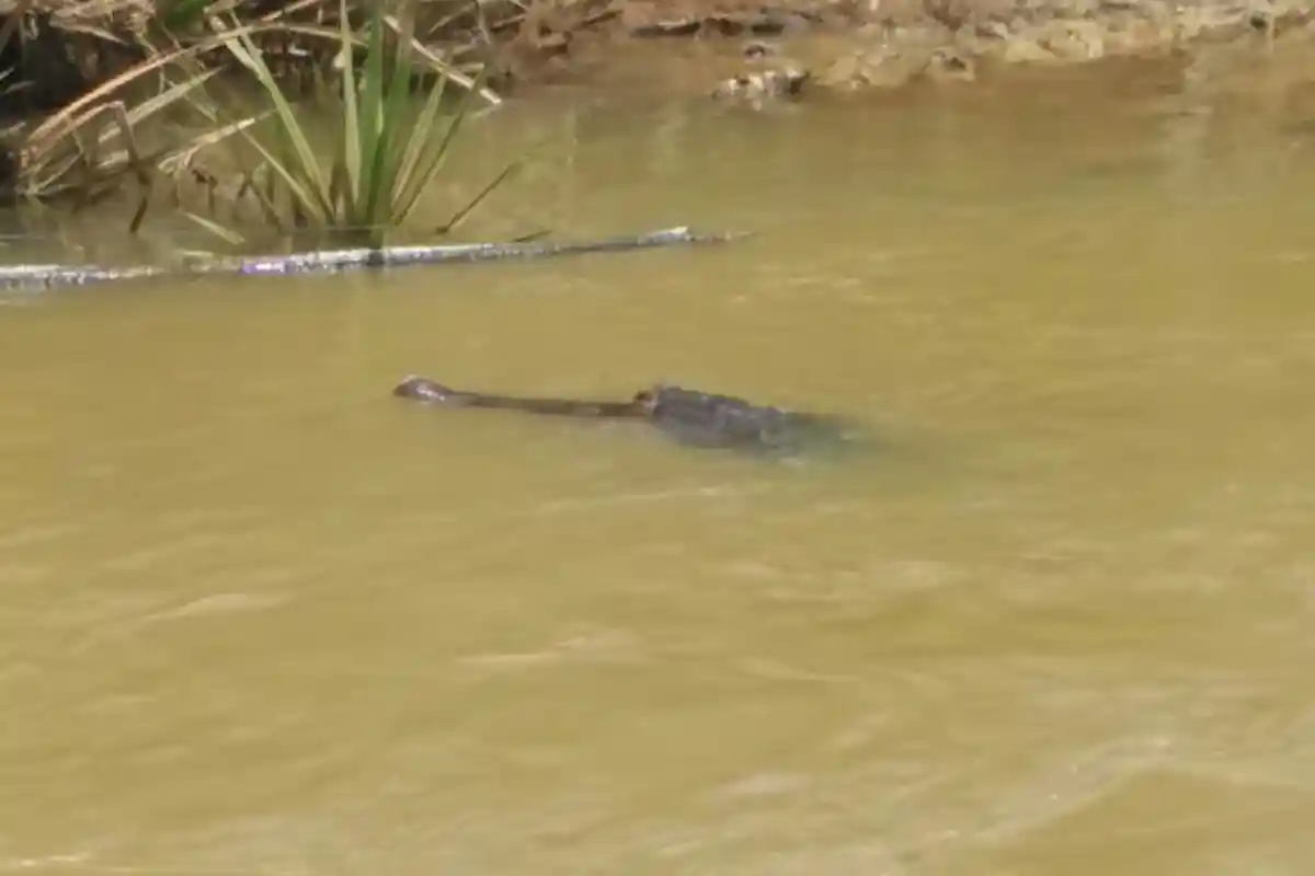 Tewas Diterkam Buaya, Sejumlah Bagian Tubuh Petambak Alami Luka Robek, Sempat Teriak Minta Tolong