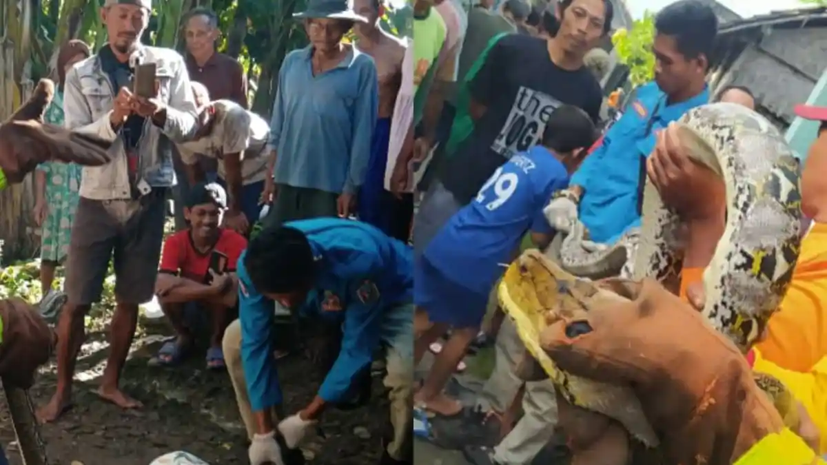 Warga Tuban Geger, Dua Ular Piton Mendadak Muncul di Dapur, Petugas Damkar sampai Turun Tangan